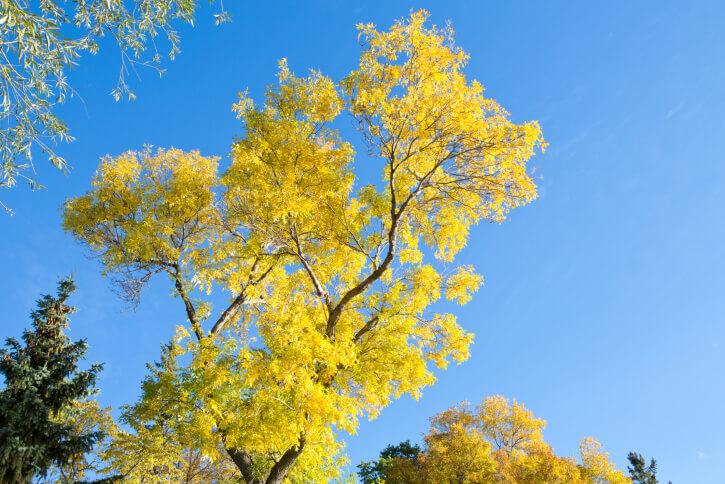 ash tree yellow leaves