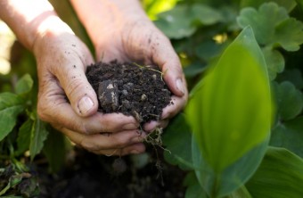 5 Organic Fertilizers That Will Make Your Garden Bloom