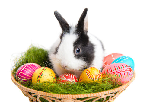 Bunnies to Jelly Beans--History behind Easter Symbols