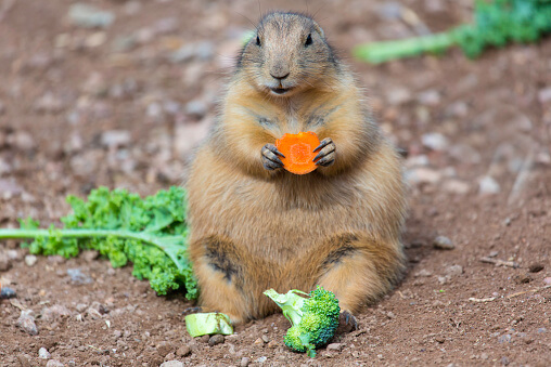 How the Right Fencing Can Keep Your Garden Pest-Free - Prairie Dog