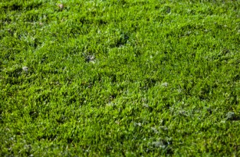 Lawn Care Tips for the Seattle-Tacoma Area