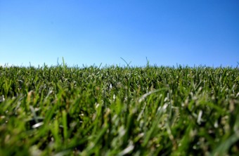 Best Lawn Grass for the Denver Area