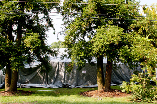 Five Reasons to Choose Organic Tent Fumigation