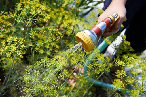 10 Easy Ways to Use Less Water in Your Landscaping
