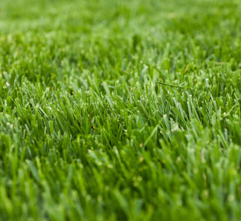 conserve water with the right turf fescue