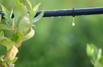 Garden Smarter: 6 Savvy Ways to Save Water