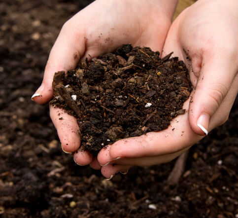make the most of mulch to conserve water