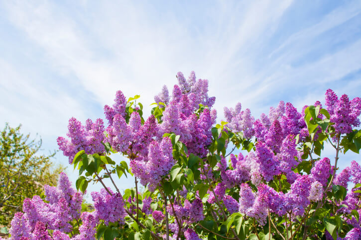 Water-Conserving Landscapes - 9 Terms to Know - Lilac Bush