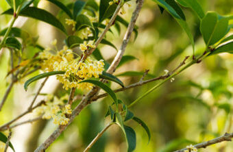 Growing Tea Olive Trees? Focus on 5 Factors